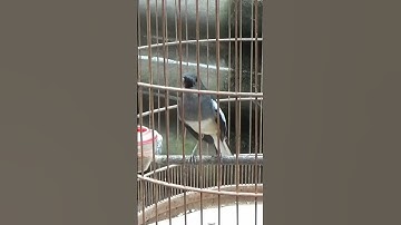 chòe than mái hót đấu căng lửa ❤️