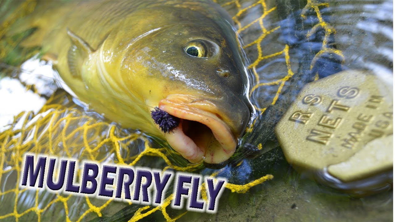 Fly fishing for BIG Carp under a MULBERRY TREE YouTube