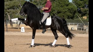 BLACK STUDBOOK REGISTERED LUSITANO , 2018 , Approx. 1.60 m , 15.3 h. , November 2023 video