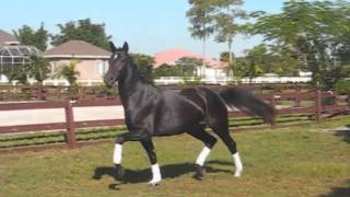 Schwarzenegger Sioncalypso Ii X Dubonnet Diamond Hitroemer - 2014 In Utero Foal