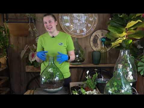 Come creare un terrarium fai da te - Fasolipiante Shop