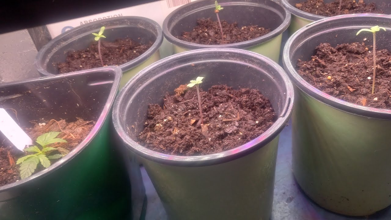 seeds in progress  