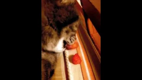 Cat eats chips  (Created with @Magisto)