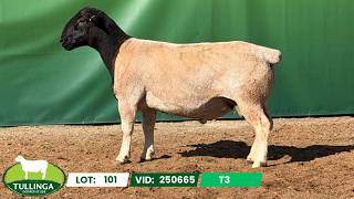 Lot 101 250665 T3