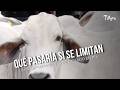Qué pasaría si se limitan las exportaciones de ganado en pie - TvAgro por Juan Gonzalo Angel