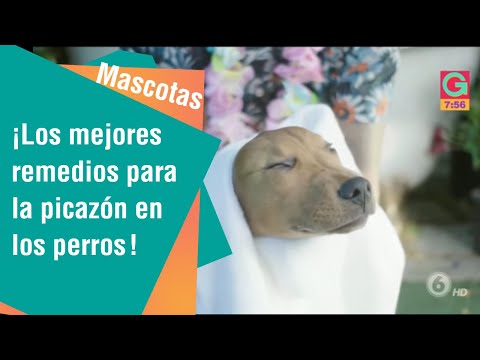 Vídeo: Recomendado Dog Foods para um Shih Tzu