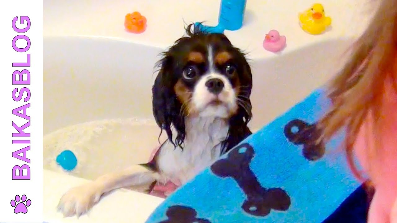 Le Bain Spa Des Chiens Youtube