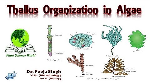 Thallus Organisation in Algae