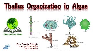 Thallus Organisation in Algae