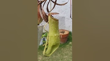 Lowland Nepenthes