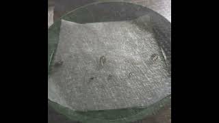 Grow420 Indoor Garden 2024 25 Winter Grow God's Green Crack Germination & Planting - Country Version