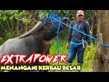 MENANGKAP KERBAU KERBAU INI CUKUP MENGURAS ENERGY