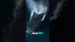 What’s Really Coming Out of a Whale’s Blowhole? 🐋