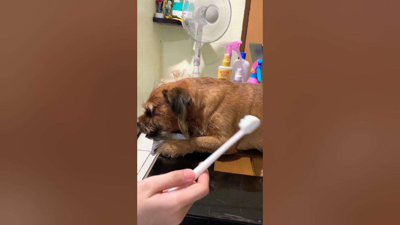 How I clean my dog teeth YouTube