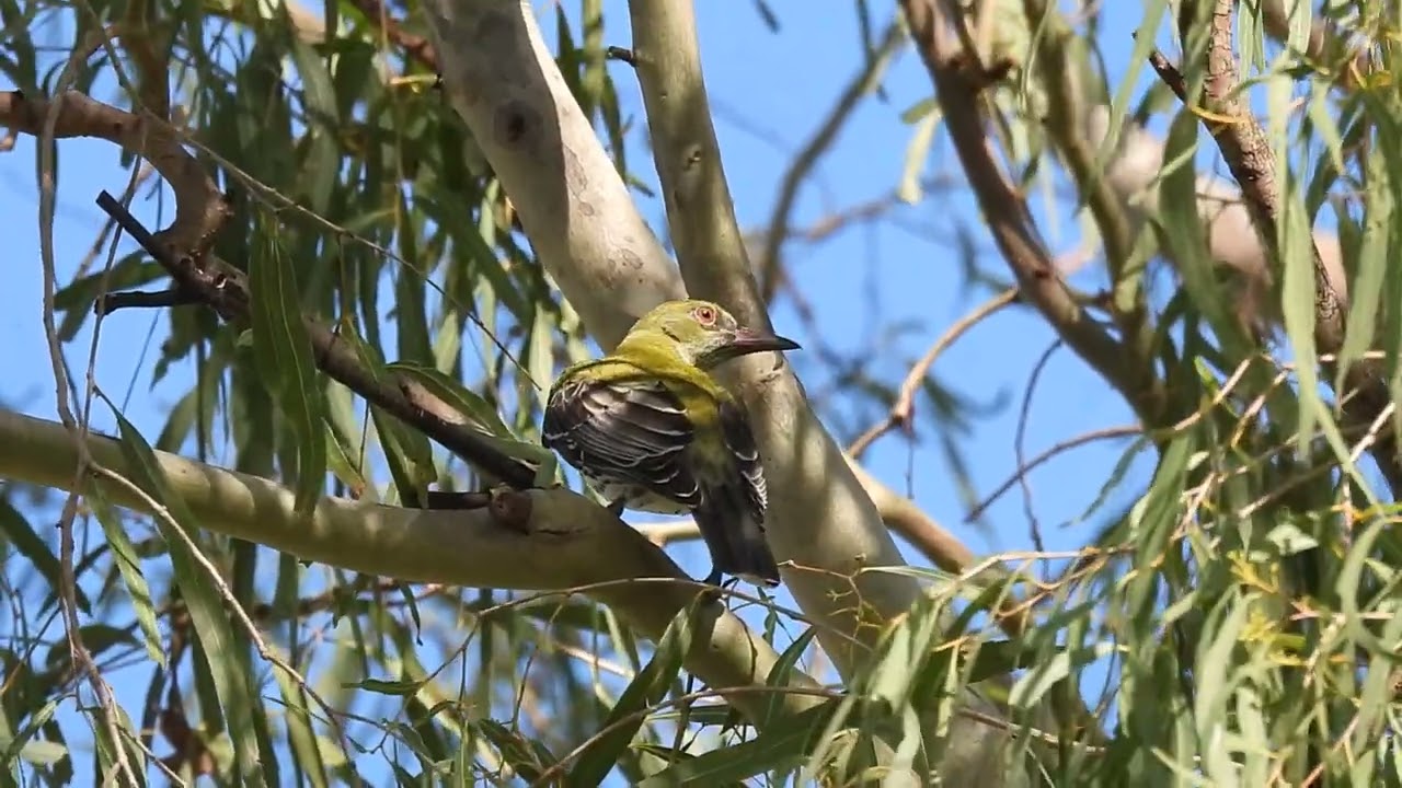 Olive-backed Oriel,  Mundoolun Qld