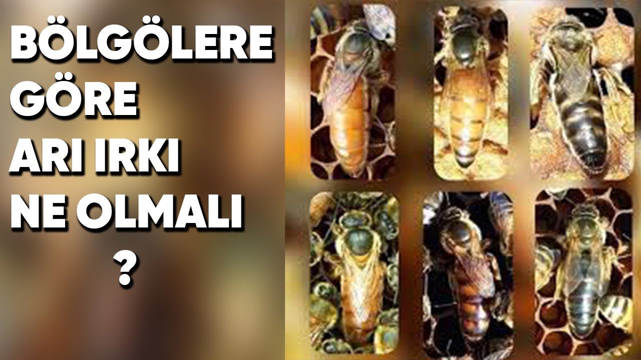 En iyi Anaarı ırkı Bölgelere Göre Arı Irkı Ne Olmalı