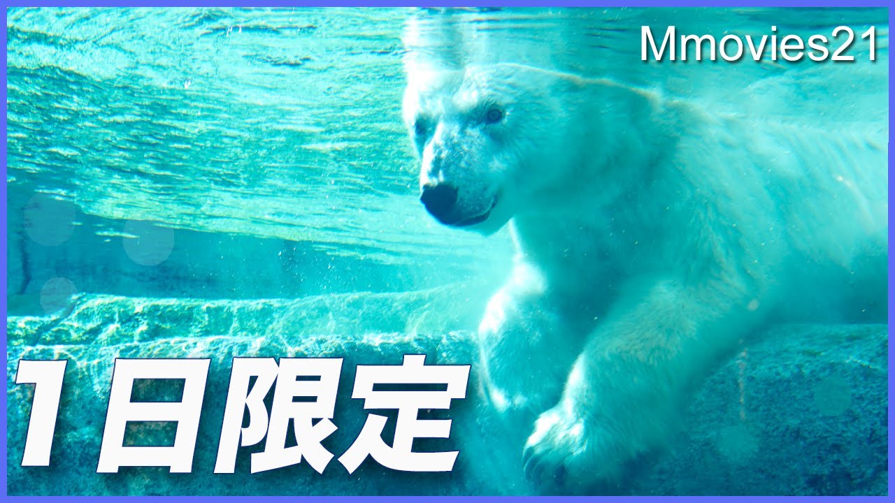 One Day Only] Lara on Display at the Polar Bear House! Bathing in