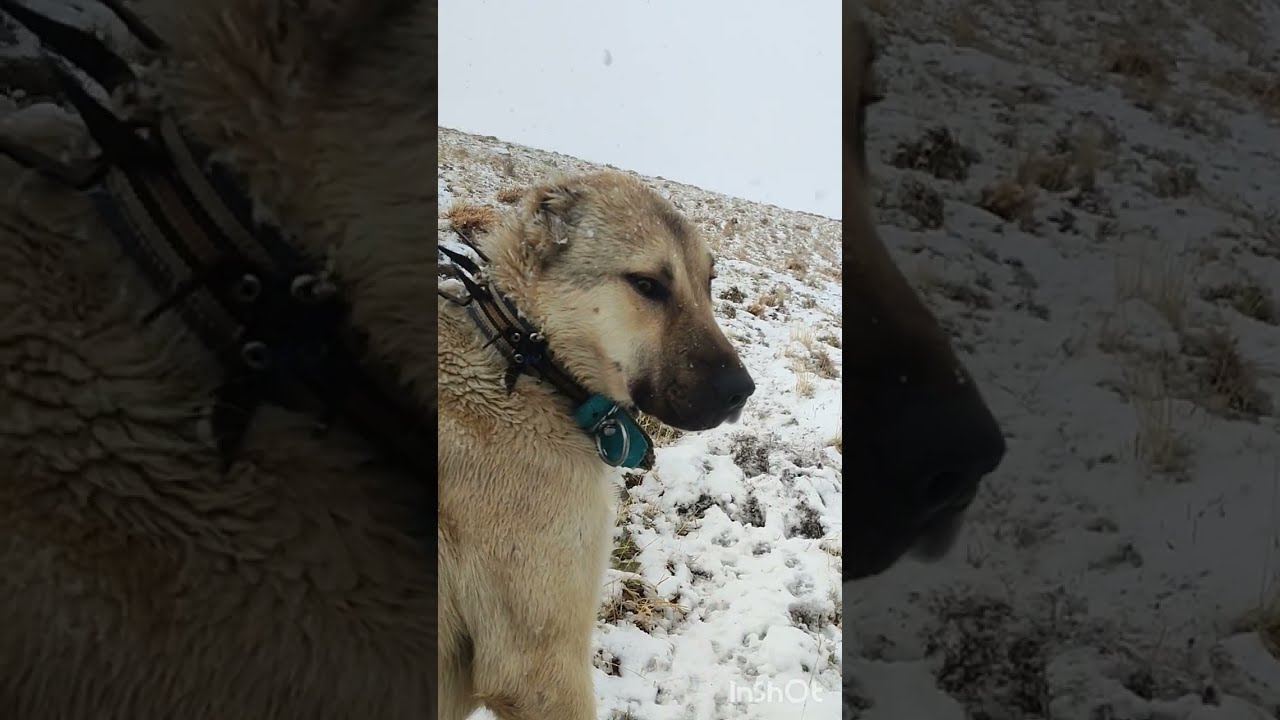GECE TİLKİLER GÜNÜZ 'DE KAR ❄⛄ İZİN VERMEDİ BİZE. 