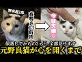 【保護猫】野良歴2年→家猫になるまでの壮絶3ヶ月。夜鳴き13時間、飼い主も限界でした…【ピプーと鳴く猫/国子】