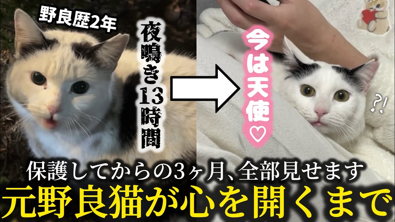 【保護猫】野良歴2年→家猫になるまでの壮絶3ヶ月。夜鳴き13時間、飼い主も限界でした…【ピプーと鳴く猫/国子】