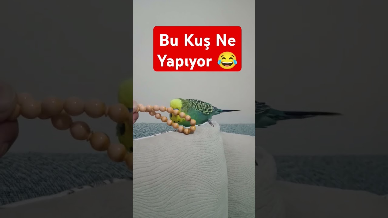 Bu kuş Ne Yapıyor 😂 #muhabbetkuşufıstık #muhabbetkuslari #muhabbetkuşu #budgie #kuslar #parrot