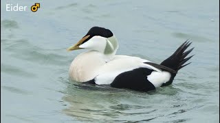 20240228 EIDERS (SOMATERIA MOLLISSIMA)