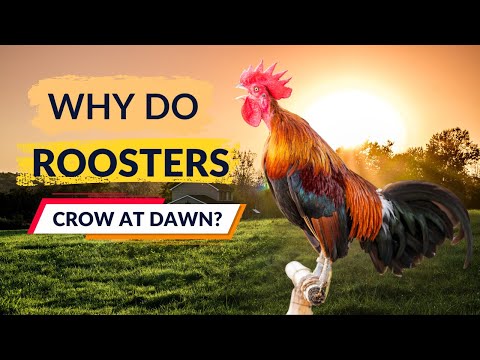 Unlocking the Mystery: Why Do Roosters Crow at Dawn? ππ
Unlocking the Mystery: Why Do Roosters Crow at Dawn? ππ