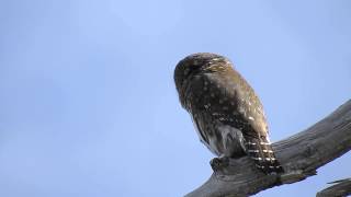 Northern Pygmy-owl  #4 - Staccato Call