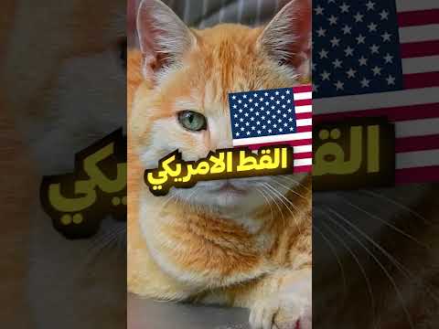 انواع القطط في كل مكان بالعالم