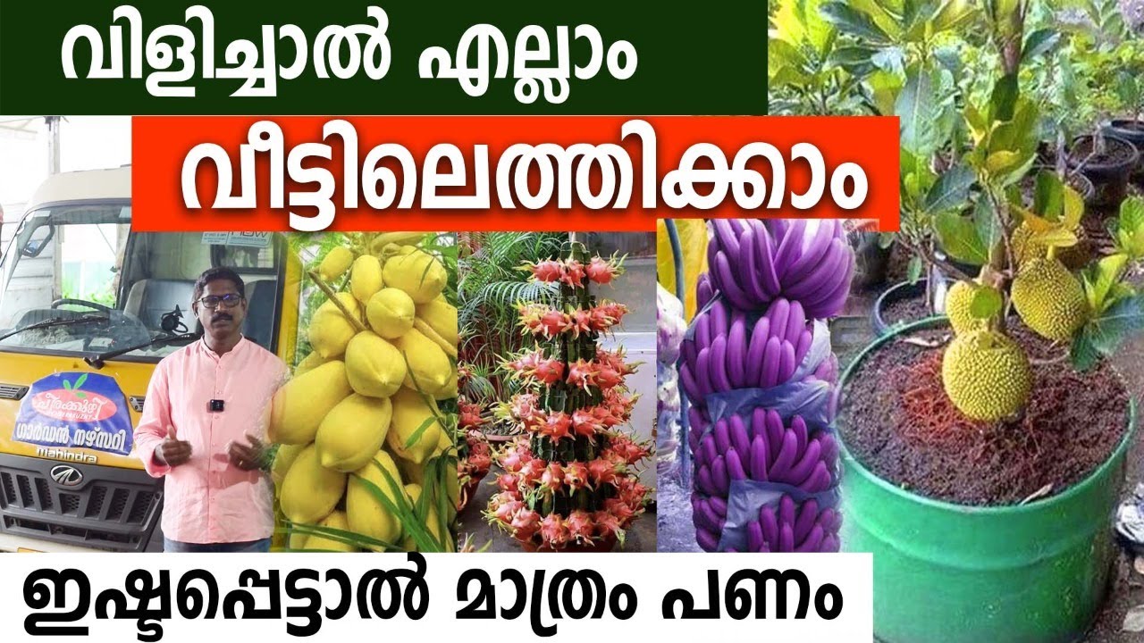 കായ്ച്ച് നില്‍ക്കുന്ന പ്ലാവുകള്‍ മാവുകള്‍ EXOTIC PLANTS | ഇഷ്ടപ്പെട്ടാല്‍ മാത്രം പണം നല്‍കിയാല്‍ മതി