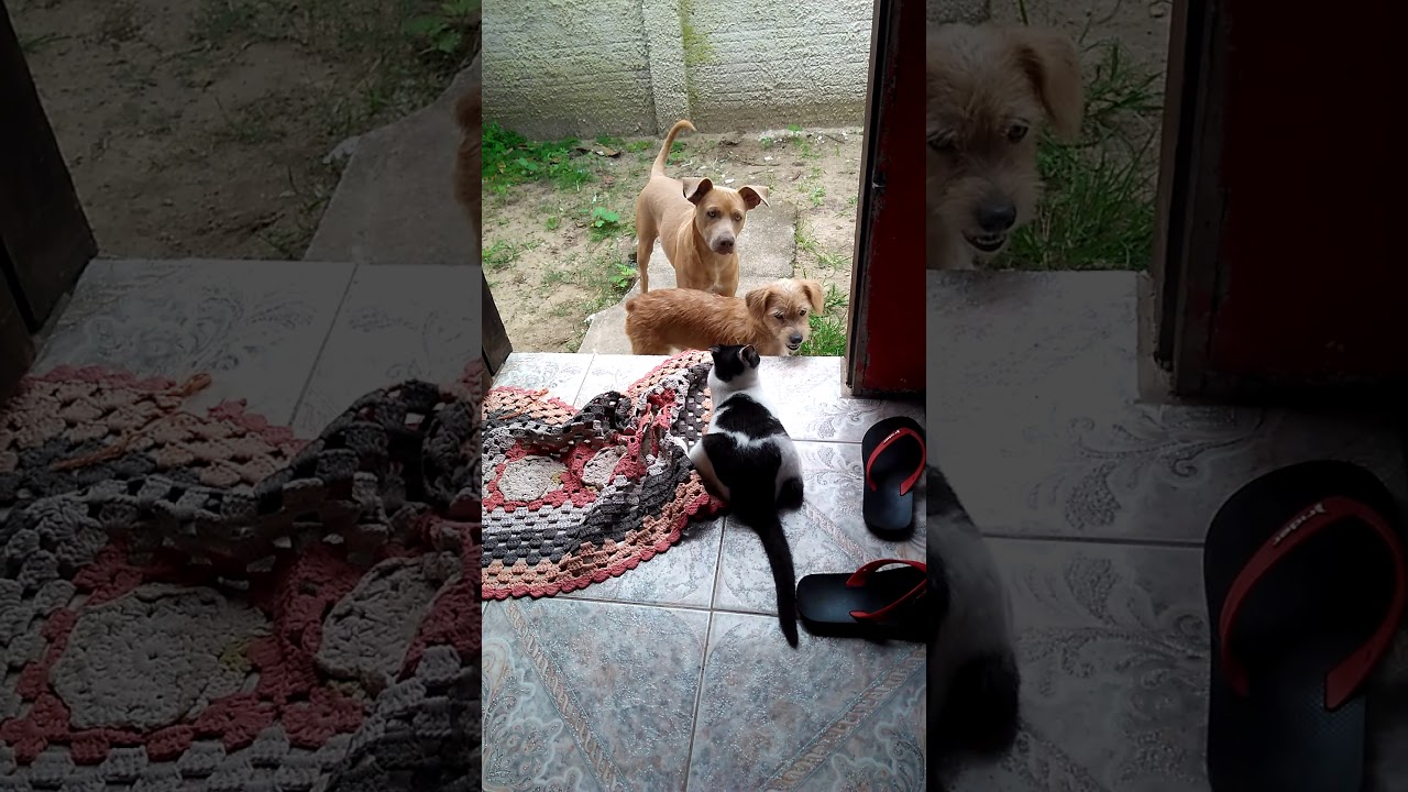 Mundo animal - YouTube