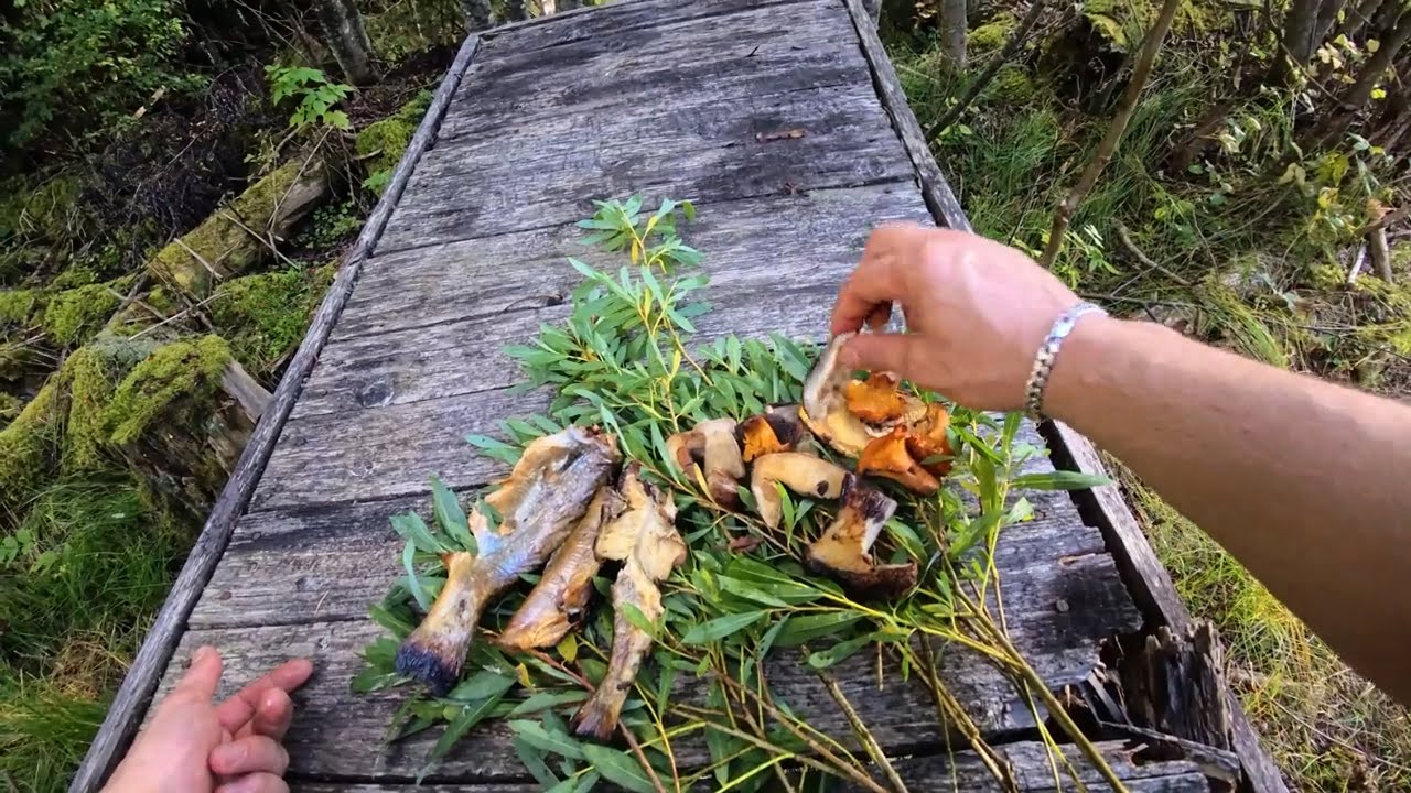 Traiesc o zi ca un dac liber | Pastrav si ciuperci - gatite in natura | Viata de vanator - culegator