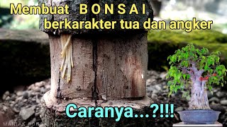 Teknik Membuat Bonsai Karakter Tua Dan Angker Pada Bonsai Beringin ( ficus benjamina)