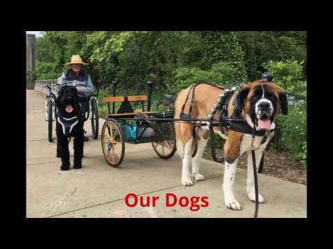 Training a Black Russian Terrier as a Draft Dog