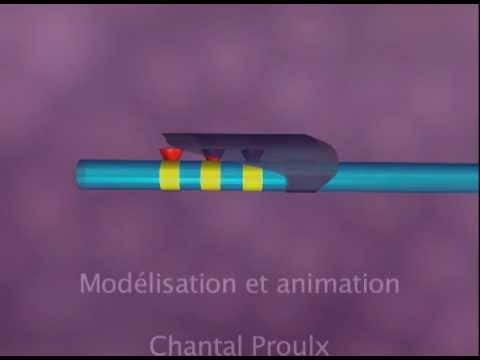 Vidéo: L'analyse Du Transcriptome Révèle La Plasticité De La Régulation Des Gènes En Raison De Signaux Environnementaux Chez Primula Sikkimensis, Une Espèce Végétale De Haute Altitud