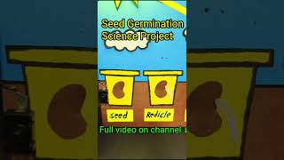 Seed germination model school project #scienceproject #diy #shorts #short