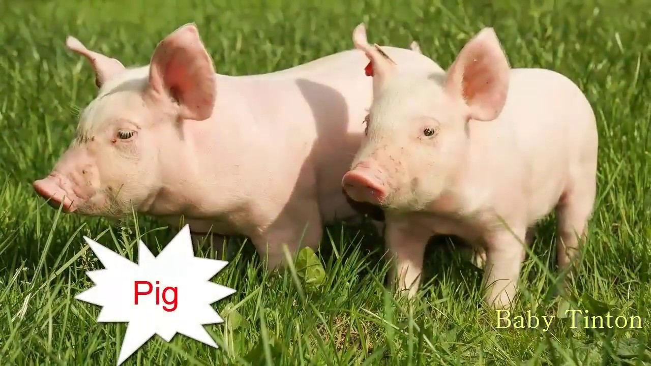 Animal Sounds Song Animal Sound Video For Kids Dog Cat Pig animal-sounds-song-animal-sound-video-for-kids-dog-cat-pig