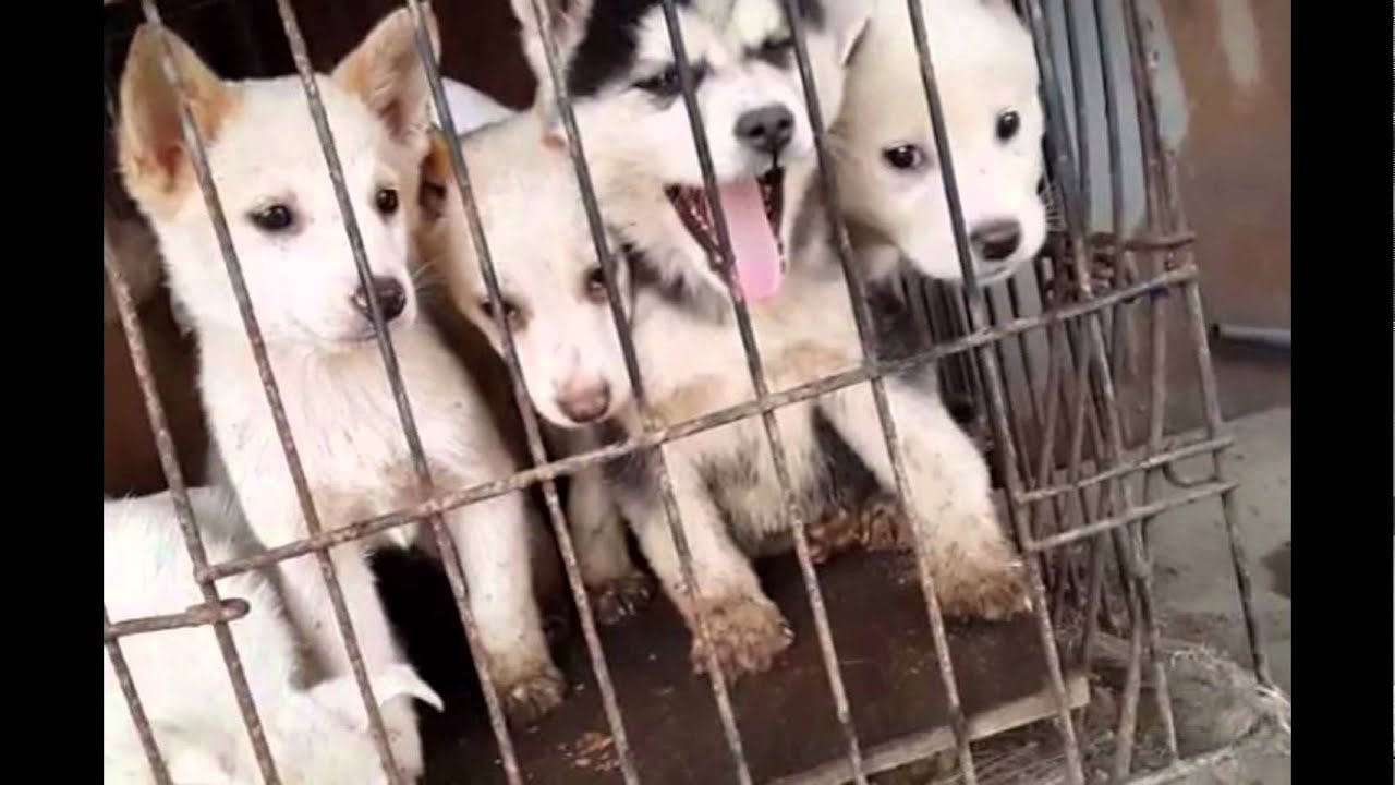 Luke &Dog meat Farm Rescue Puppies Wants for Christmas is... YouTube