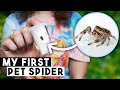 Unboxing My FIRST Pet Arachnid | Regal Jumping Spider (Phidippus regius)