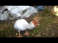 Fauchende Gans / hissing goose