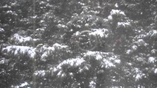 Snow in March