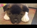 Mika the Akita: 8 weeks to 8 months