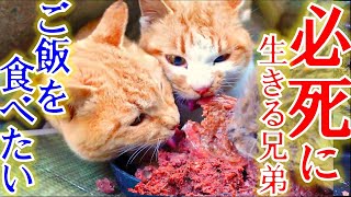 過酷な環境に住む腹ペコな野良猫に餌を与えた瞬間・・・