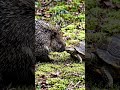 cute moment between porcupine and turtle😍 #ai #viralvideo