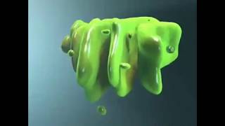 Golgi Apparatus