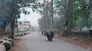 jungle safari in Nepal | Rhino on the Street | Rhino on the street of Sauraha| Nepal wildlife tour