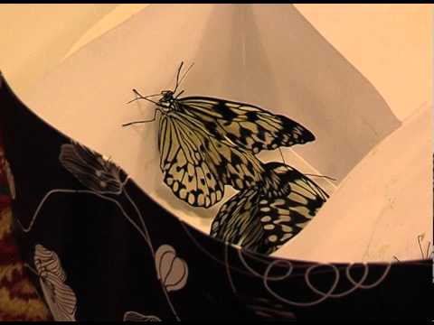 Видео: Информация за подрязването на храсти на пеперуди