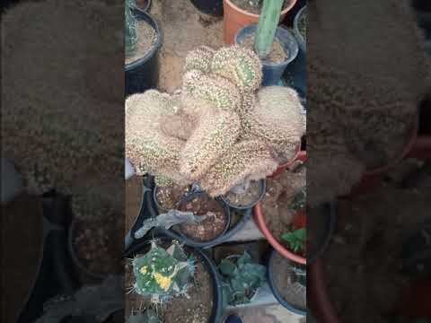 صبار اكينو كاكتس كريستاتا