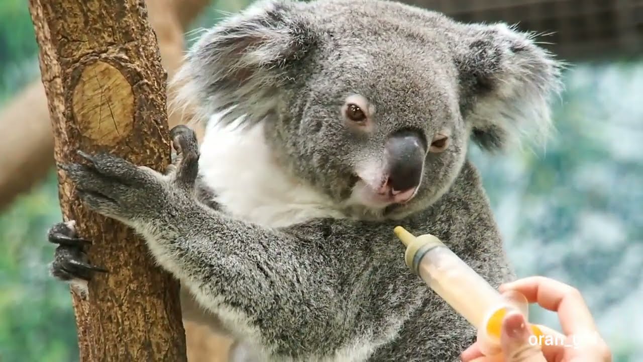 コアラ達のユーカリペーストタイム🐨平川動物公園 コアラ