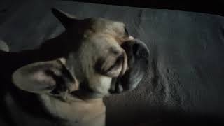 French bulldog wake up very slowly 😄